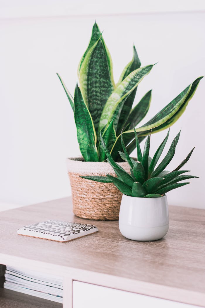 Stylish interior with a snake plant and aloe on a wooden table, perfect for modern decor.