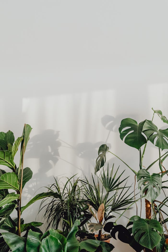 Aesthetic arrangement of houseplants casting shadows against a minimal white wall.