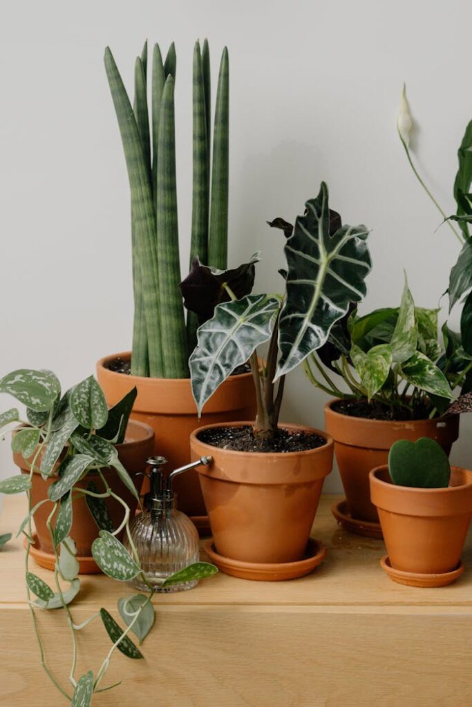 pexels photo 9707247.jpeg