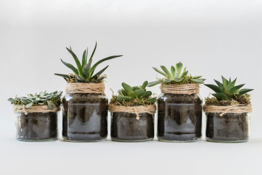 Aesthetic arrangement of diverse succulents in decorative glass jars, perfect for home decor.